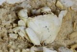Fossil Crab (Potamon) Preserved in Travertine - Turkey #121373-2
